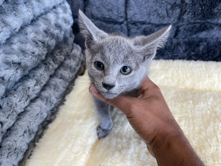 Available Russian Blue