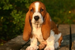 basset-hounds