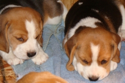 beagles-2