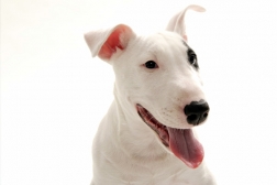 bull-terriers