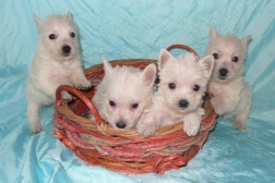 westies-westhighland-terrier