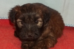 wheaten-terrier