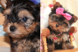 yorkies-2