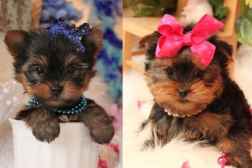 yorkies