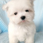 Maltese Tiny Puppy