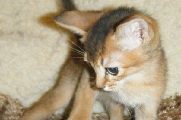 Abyssinian