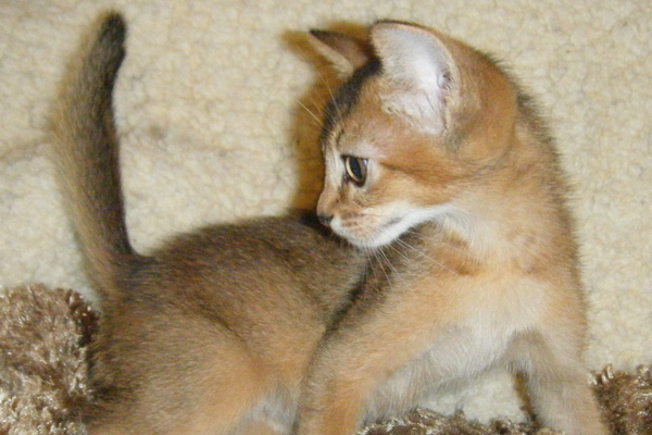 Abyssinian