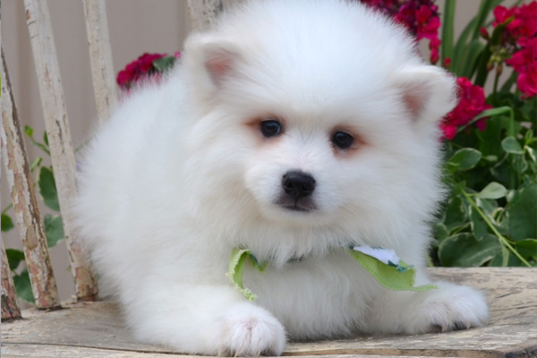 American Eskimo puppies manhattan