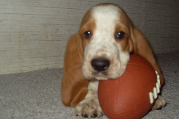 Basset Hounds Puppies manhattan