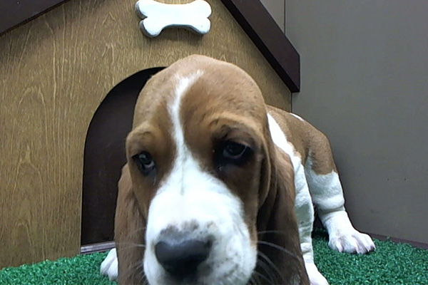 Basset Hound Puppies Manhattan