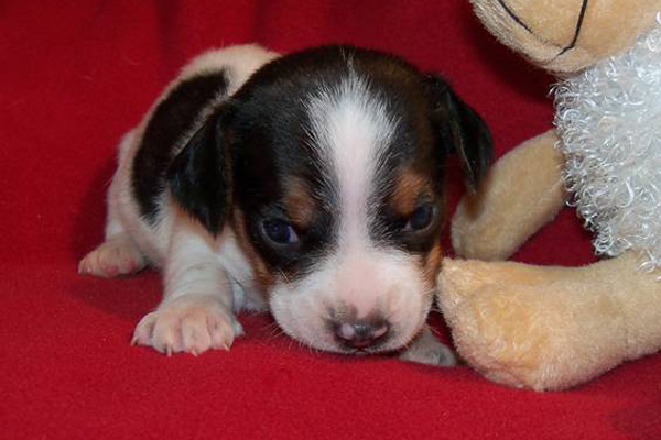 Beagle puppies manhattan