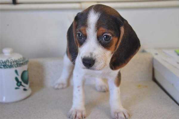 Beagle puppies manhattan