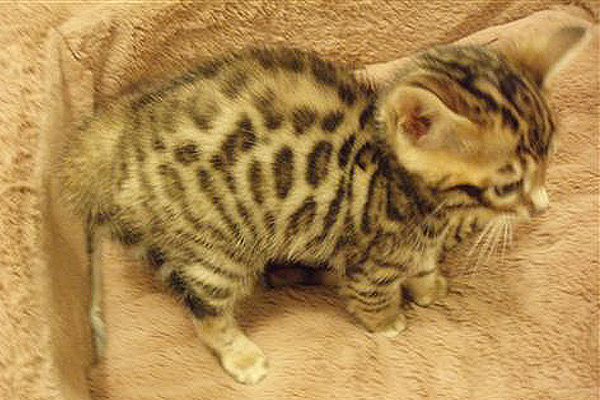 Bengal kittens for sale