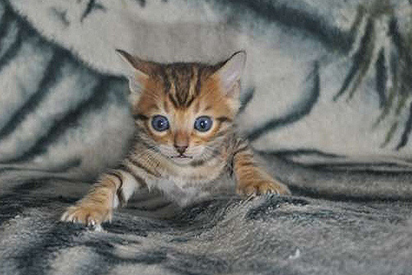 Bengal kittens for sale