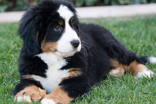 Bernese Mountain Dog Puppies Manhattan