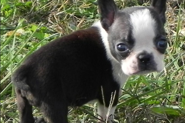 Boston Terrier puppies for sale