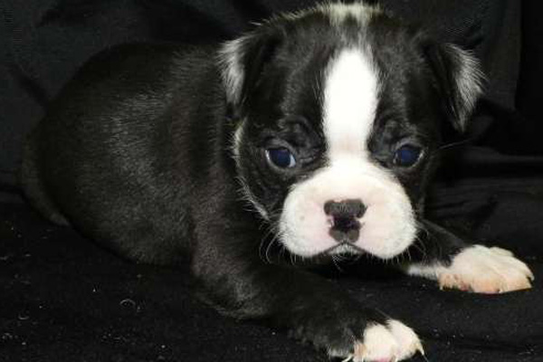 Boston Terrier puppies manhattan