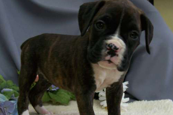 Boxer Puppies for sale