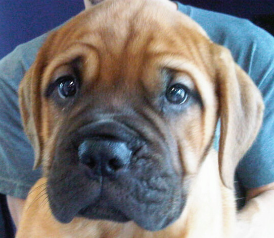 Bullmastiff puppies manhattan