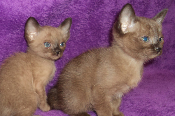 Burmese kittens for sale