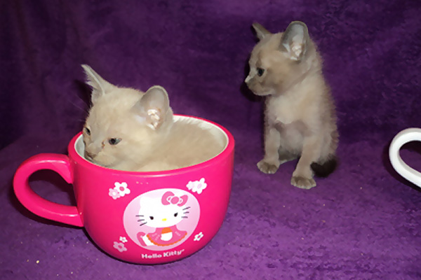 Burmese kittens for sale