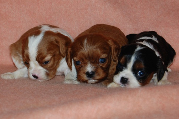 Cavalier puppies manhattan