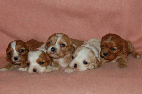 Cavalier King Charles Spaniel puppies