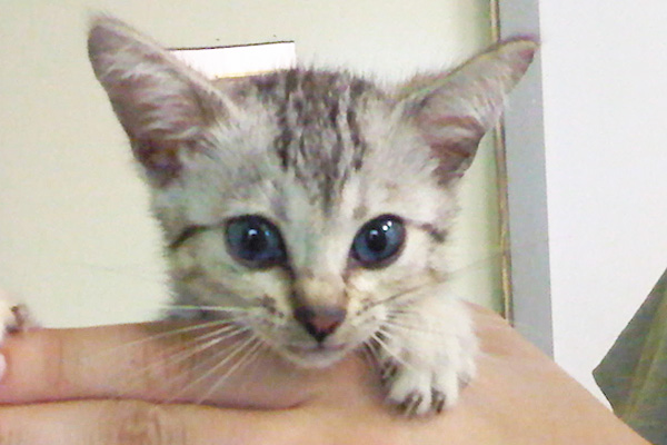 Egyptian Mau