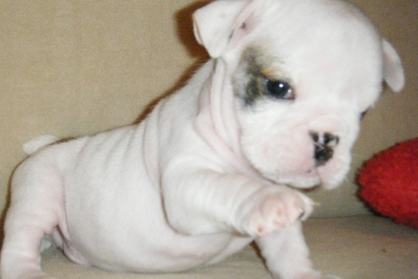 English Bulldog Puppies for sale