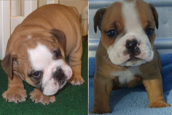 English Bulldog Puppies manhattan