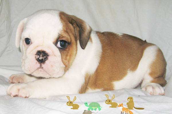 English Bulldog puppies for sale