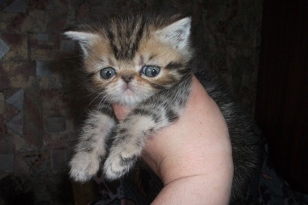 Exotic Shorthair kittens manhattan