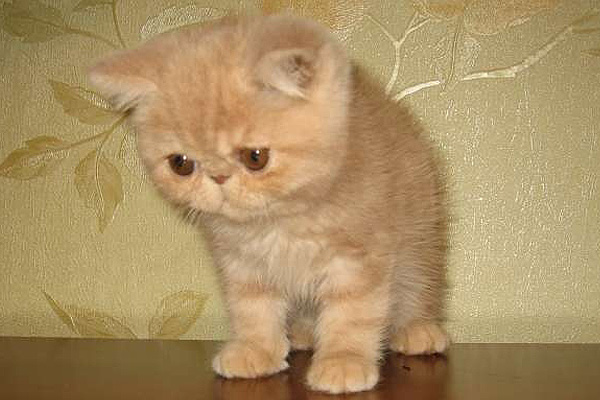 Exotic Shorthair kittens for sale