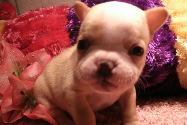 French Bulldog puppies manhattan