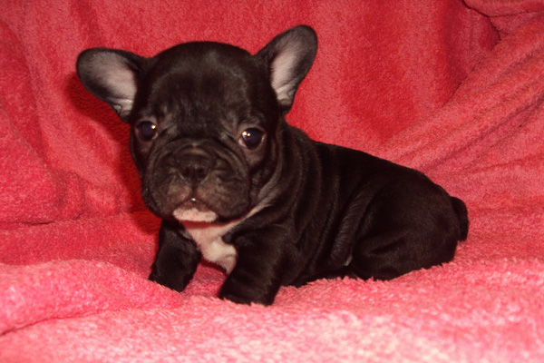 French Bulldog puppies for sale