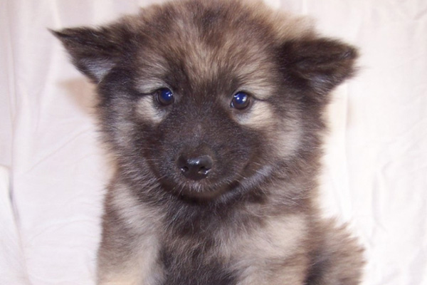 German Shepherd puppies manhattan