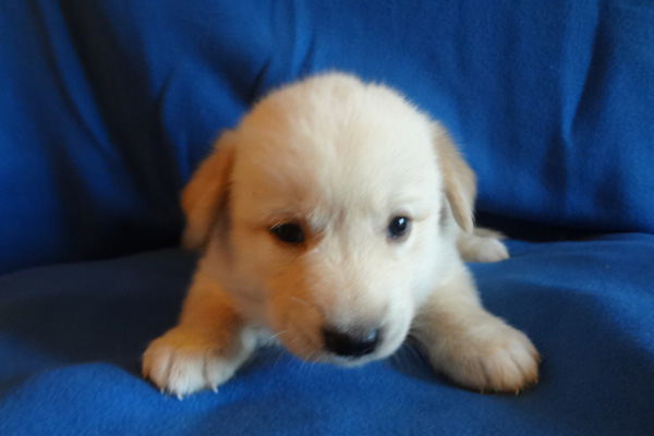 Golden Retriever Puppies