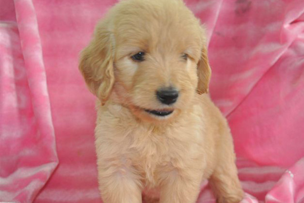 Golden Retriever Puppies for sale