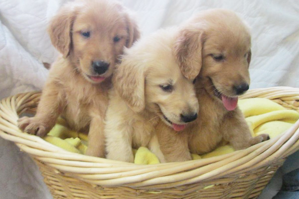 Golden Retriever Puppies Manhattan