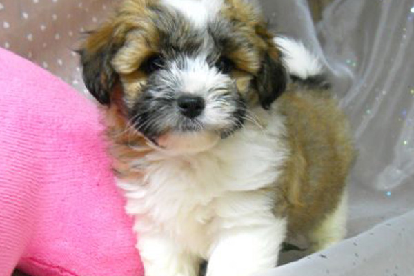 Havanese puppies for sale