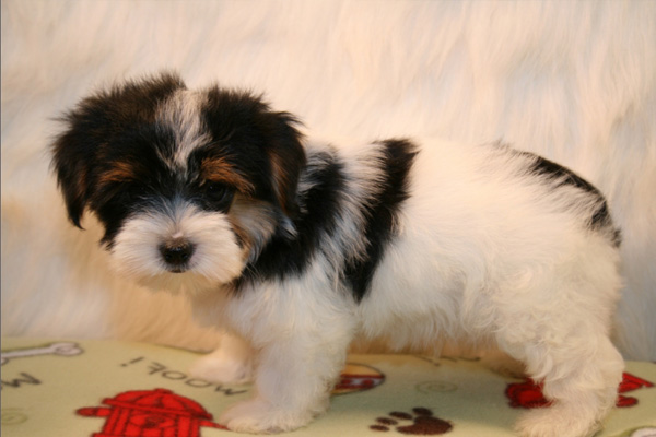 Havanese puppies manhattan