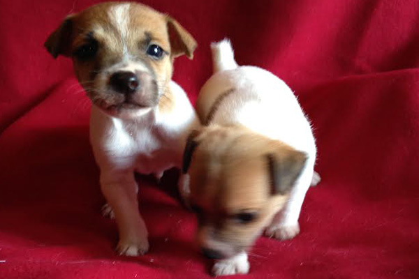 Jack Russel terrier puppies manhattan