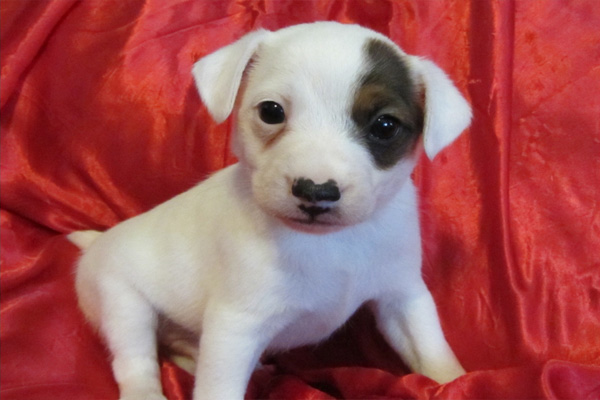 Jack Russel puppies manhattan