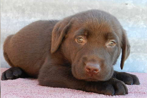 Labradors Retriever puppies manhattan