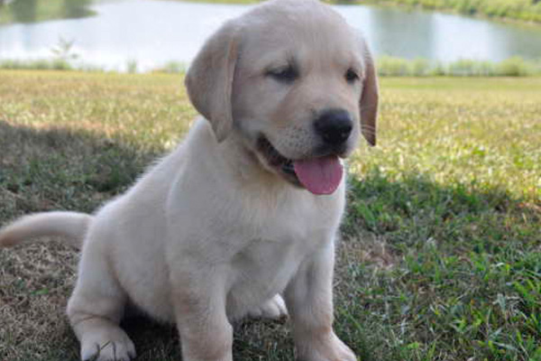 Labradors Retriever puppies manhattan