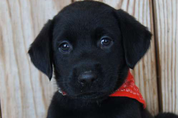 Labradors Retriever puppies for sale