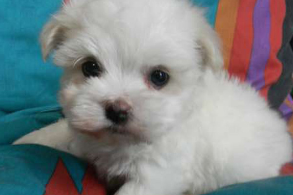 Maltese