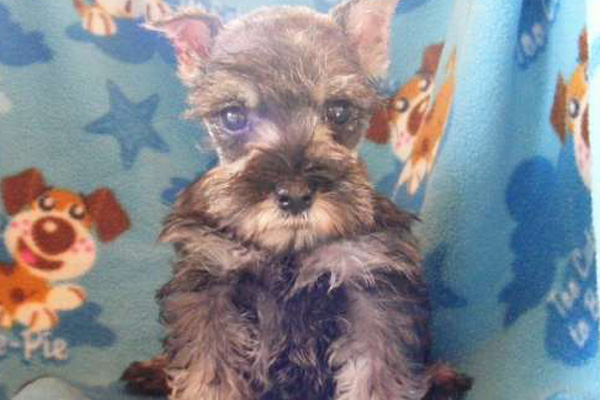 Mini Schnauzer puppies for sale