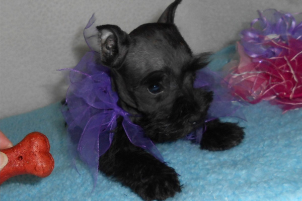 Mini Schnauzer puppies manhattan