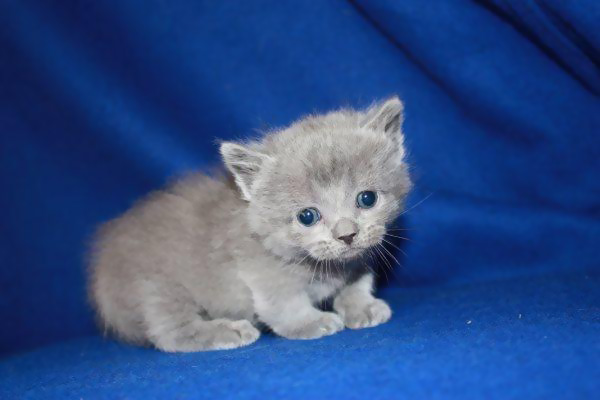 Munchkin kittens for sale